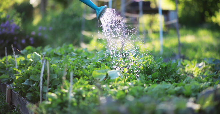 Why Illinois Gardeners Are Watering Less In Early August Even Though It Is Still Hot