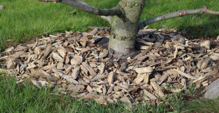 The August Mulching Mistake That Traps Moisture And Causes Root Rot In Ohio Gardens