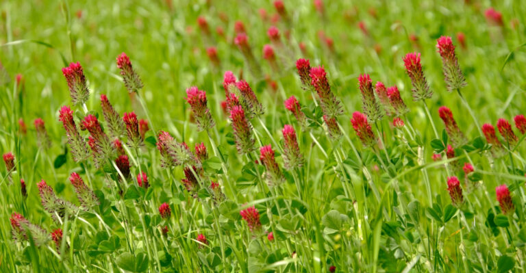 Oregon Gardeners Can Avoid Compacted Winter Soil By Doing This In August