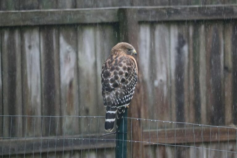 Here’s What It Means When Hawks Keep Circling Back To Your North Carolina Yard All Summer