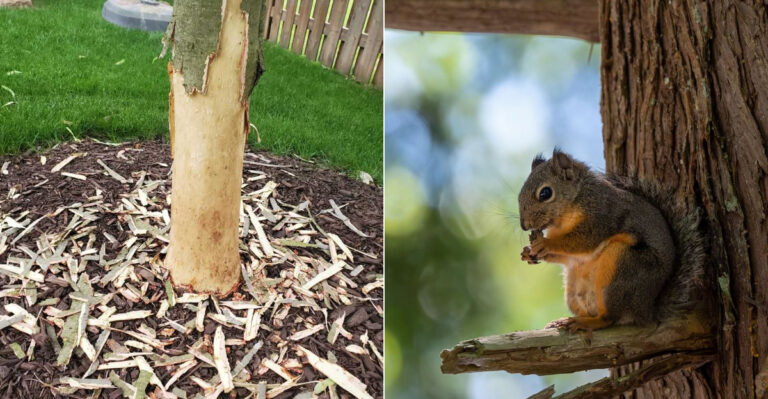 Why Oregon Squirrels Strip Bark From Small Trees And What To Do About It