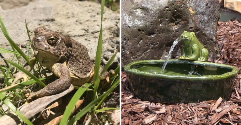 More Toads In Your Arizona Yard Means Fewer Pests (Here’s How To Attract Them)
