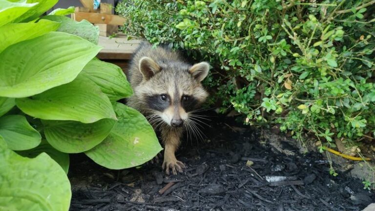 What Raccoons Raiding Your North Carolina Yard At Night Are Actually Telling You