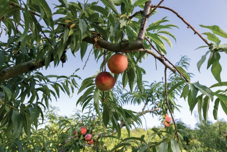 8 Fruit Trees That Keep Feeding North Carolina Gardeners For Decades From One Planting