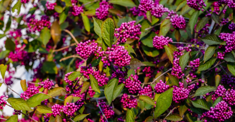 plant (featured image)