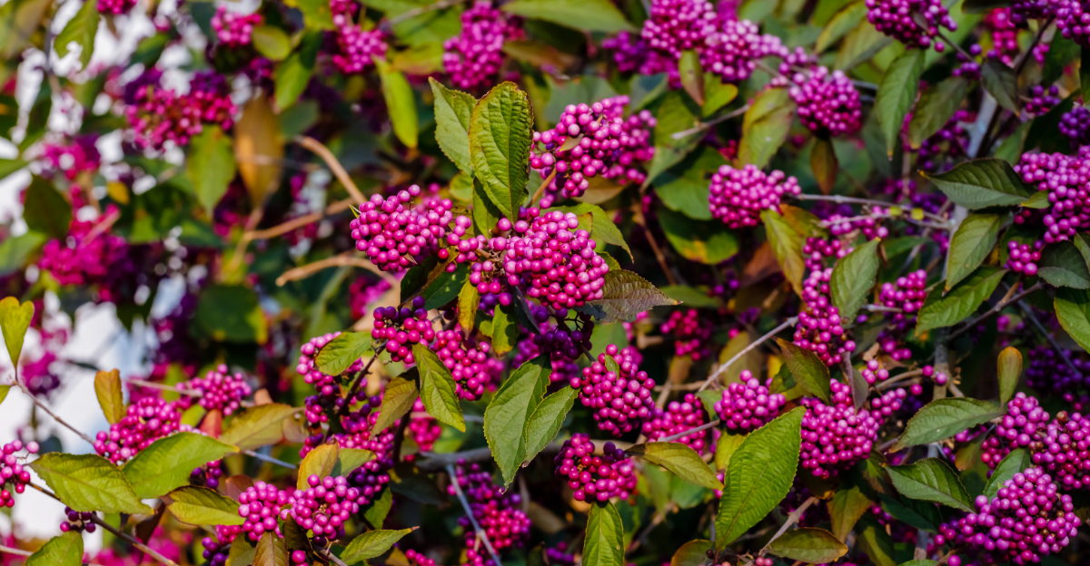 plant (featured image)