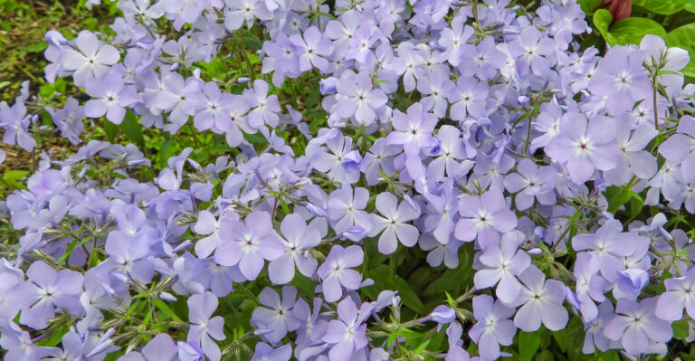 plant (featured image)