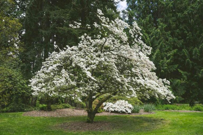 The Front Yard Trees North Carolina Homeowners Plant Instead Of Crape Myrtle For Color Every Season