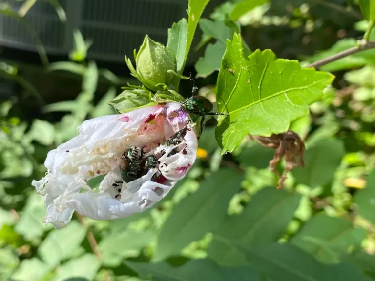 The One Thing North Carolina Hydrangeas Need Now So Grubs Don’t Set Up Next Year’s Beetle Wave