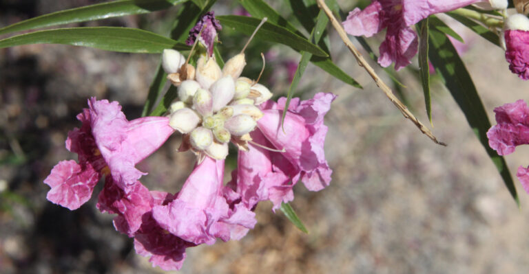 desert willow (featured image)