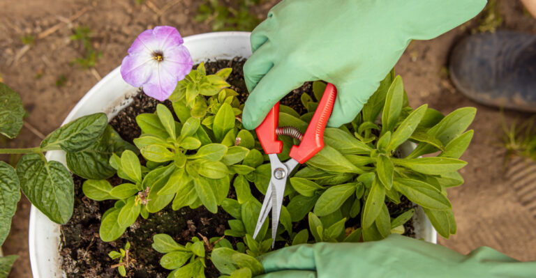 The Simple Habit That Keeps Petunias Full All Summer
