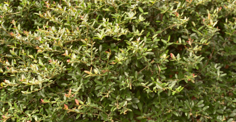 The Native Florida Shrub More HOA Communities Are Quietly Approving For Foundation Plantings