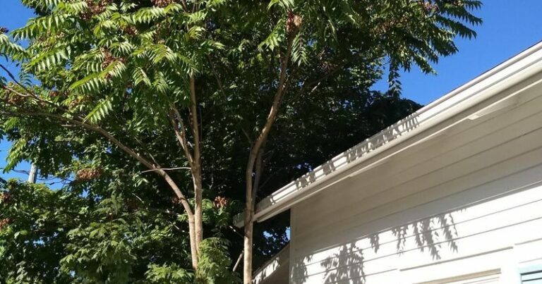 The Invasive North Carolina Tree Feeding Spotted Lanternfly Straight Into Your Yard