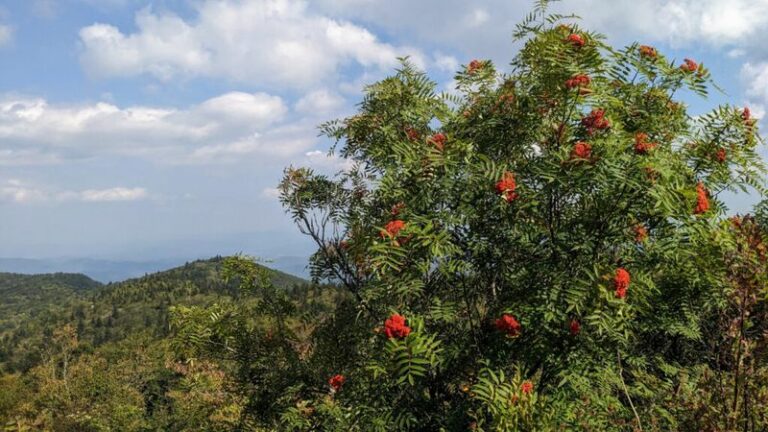The Small Native Trees Built For Western North Carolina Mountain Front Yards And Their Wild Temperature Swings