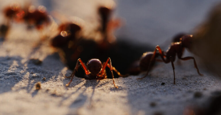 The Fire Ant Mistake That Turns Small California Mounds Into Yard-Wide Colonies Overnight