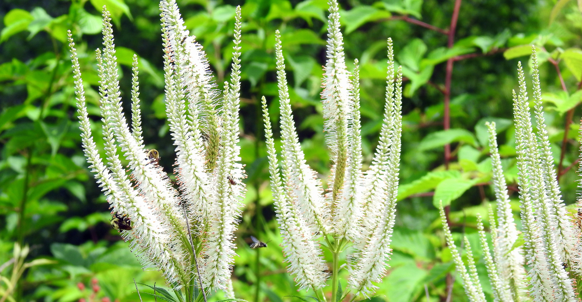 culver's root