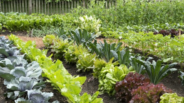 10 Fall Vegetables North Carolina Gardeners Should Seed In July For A Strong Autumn Harvest