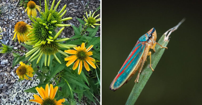 This Yellow Growth On Coneflowers Could Mean Trouble For Minnesota Gardens