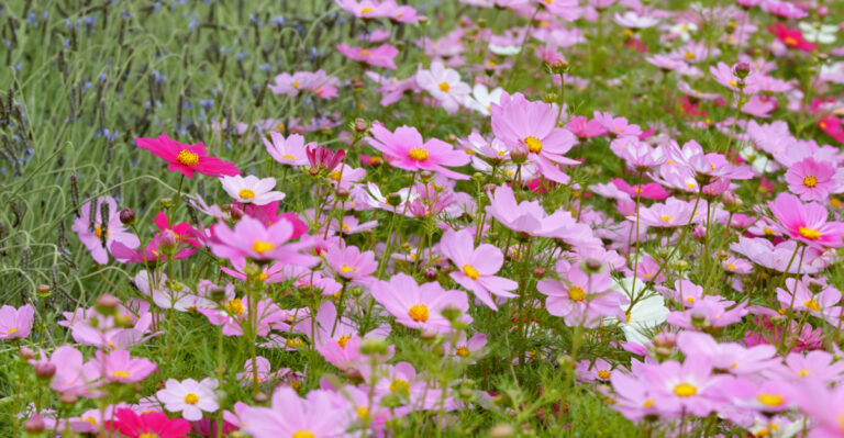 cosmos (featured image)