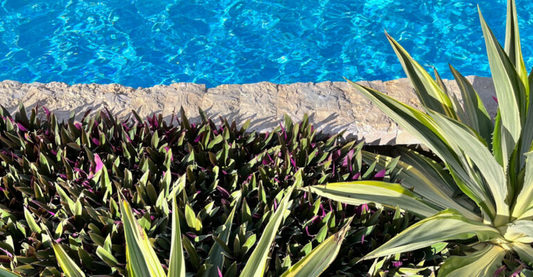 The California Pool Plants That Never Attract Bees Or Wasps