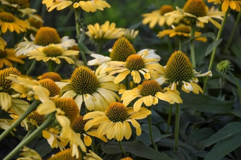 What To Do When Your North Carolina Coneflowers Start Fading (And What To Leave Alone)