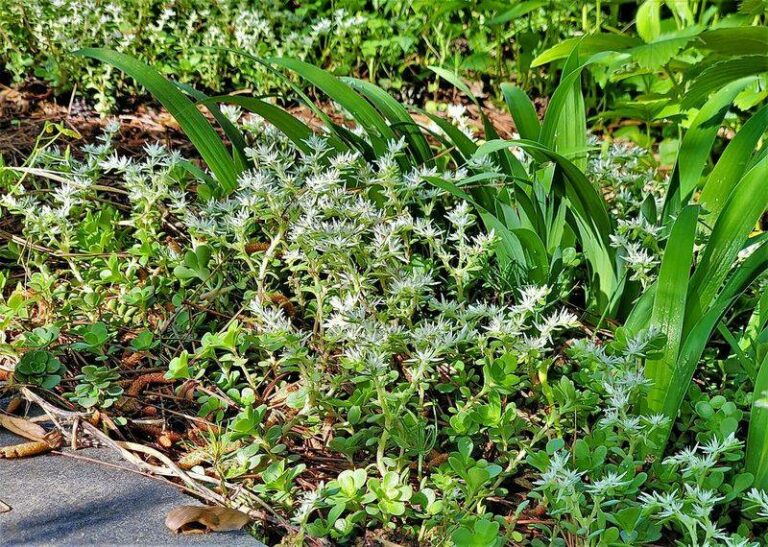 7 Native North Carolina Spreaders That Close The Gaps Along A Driveway Where Liriope Lets Weeds In