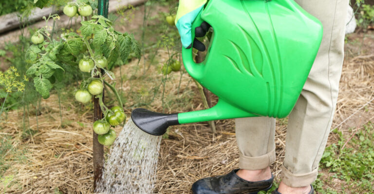 The Extreme Heat Watering Mistake That Ruins Developing Oregon Tomatoes