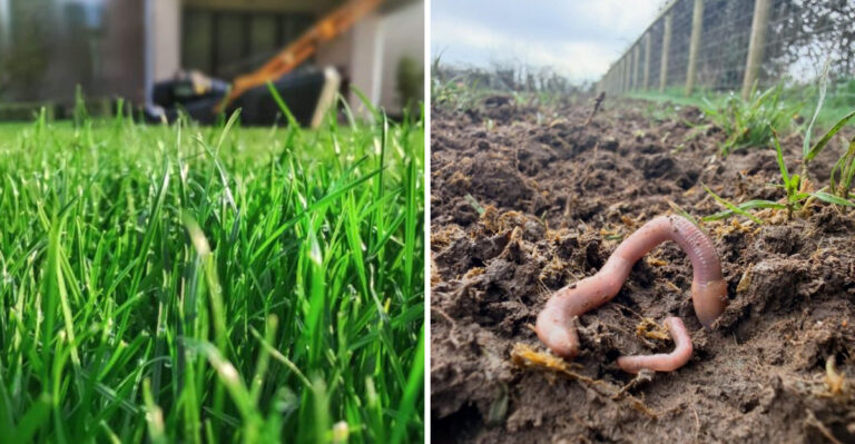 grass and earthworm
