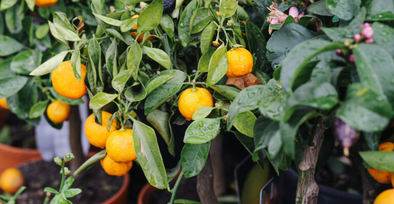 The One Thing California Citrus Owners Skip In August That Weakens Fall Fruit