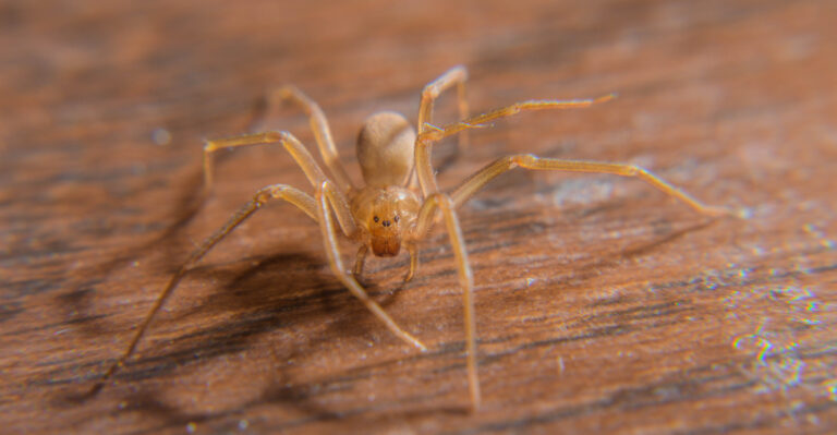 How To Identify Brown Recluse Spider Webs In Your Kansas Home Or Yard