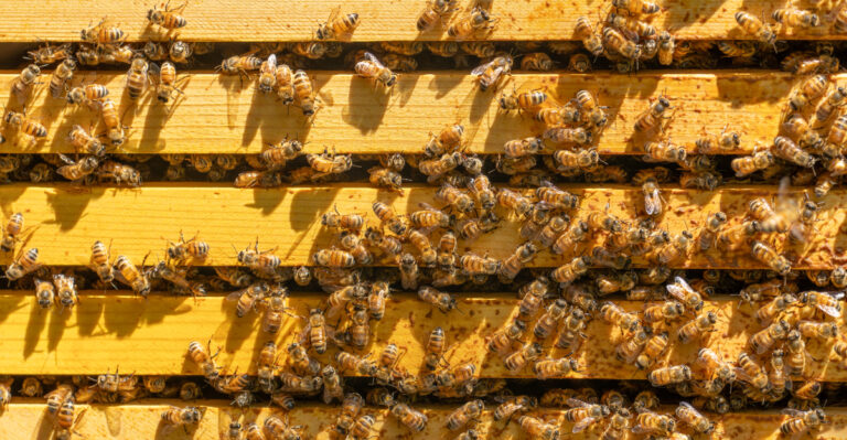 What Wisconsin Homeowners Are Doing To Help Native Bees Make It Through Late Summer