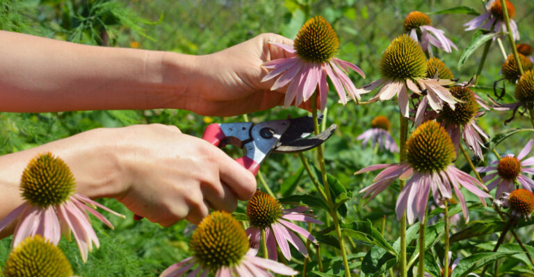 When Michigan Gardeners Should Remove Spent Blooms From Coneflowers For More Blooms Through Fall