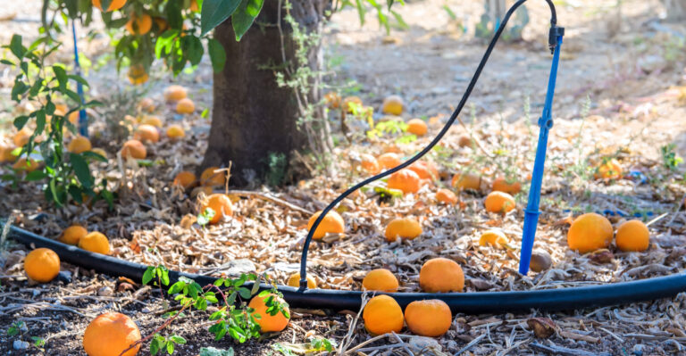 How To Deep-Water Established Arizona Trees During The Heat Warning
