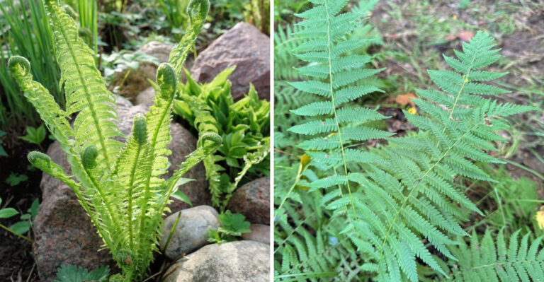ostrich fern and new york fern