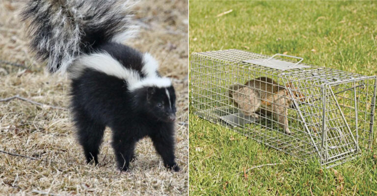 Is It Legal To Catch And Relocate Nuisance Wildlife In Your California Yard?