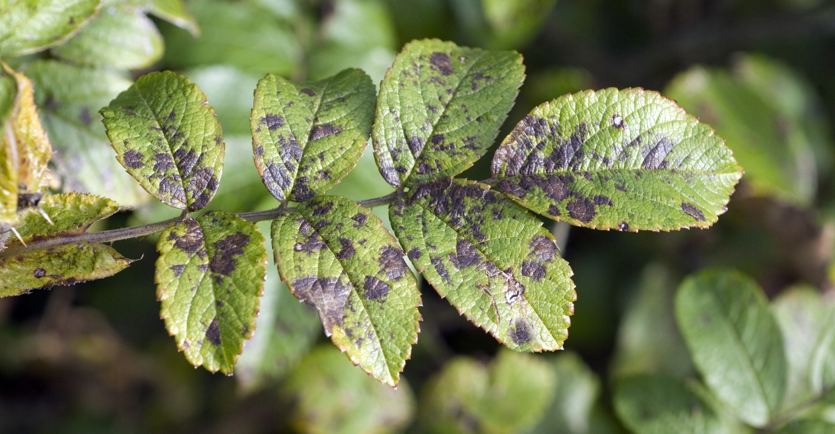 Black Spot of Rose (featured image)