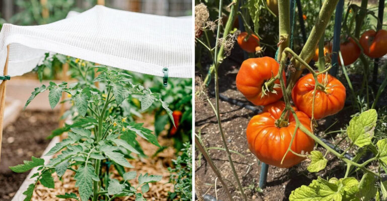 Why Arizona Gardeners Start Preparing For Fall Tomatoes In August