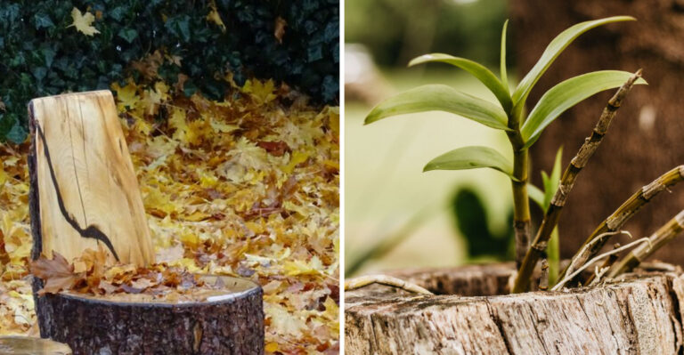 8 Easy Ways To Turn A Tree Stump Into A Backyard Feature In Illinois