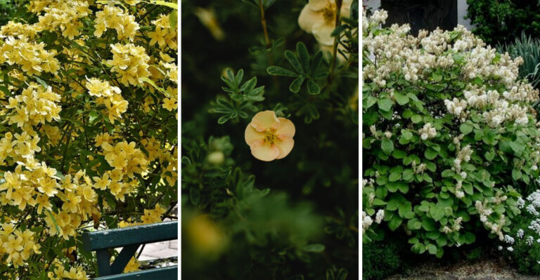 12 Fast-Growing Shrubs That Fill Bare Spots Fast