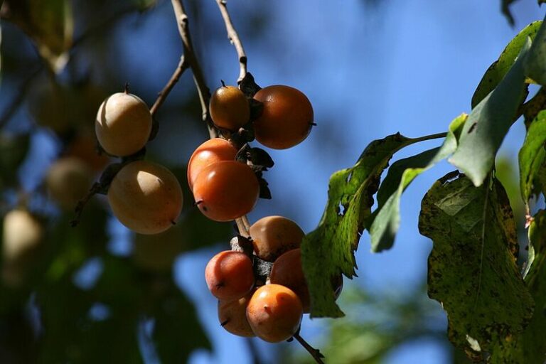 Pawpaws And Persimmons Are North Carolina Natives Almost Nobody Plants But Feed You For Decades
