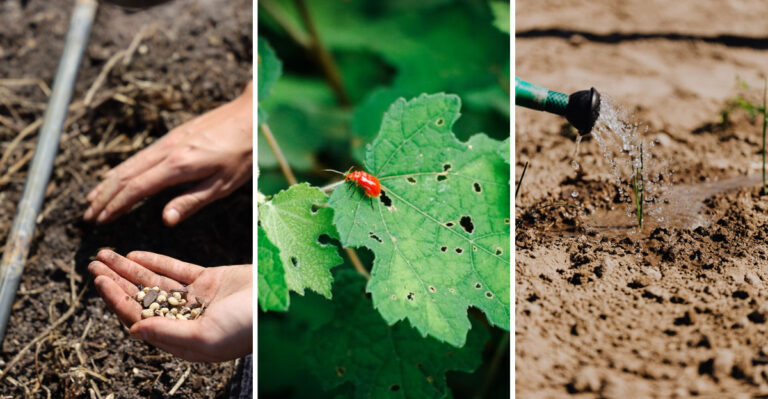 9 Garden Tasks Every Massachusetts Yard Needs The First Week Of August