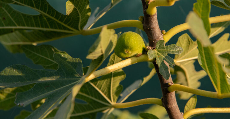 The Oregon Fig Watering Mistake That Leads To Small Fruit And Leaf Drop