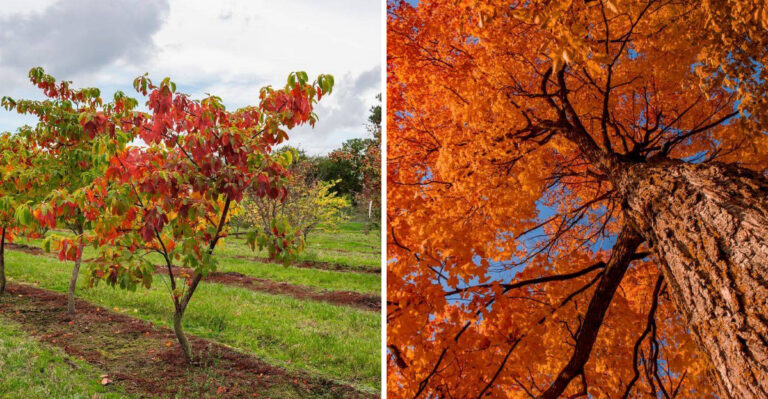 7 Native Michigan Trees That Work Better Than Callery Pear For Fall Interest
