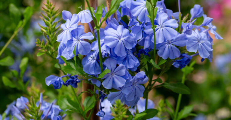 Plumbago (featured image)