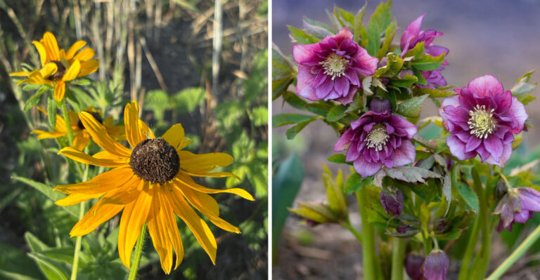 Plant These 8 Georgia Perennials Now For Bigger Blooms Next Spring
