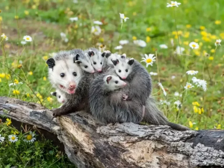 What Draws Opossums Back To Your North Carolina Garden Night After Night