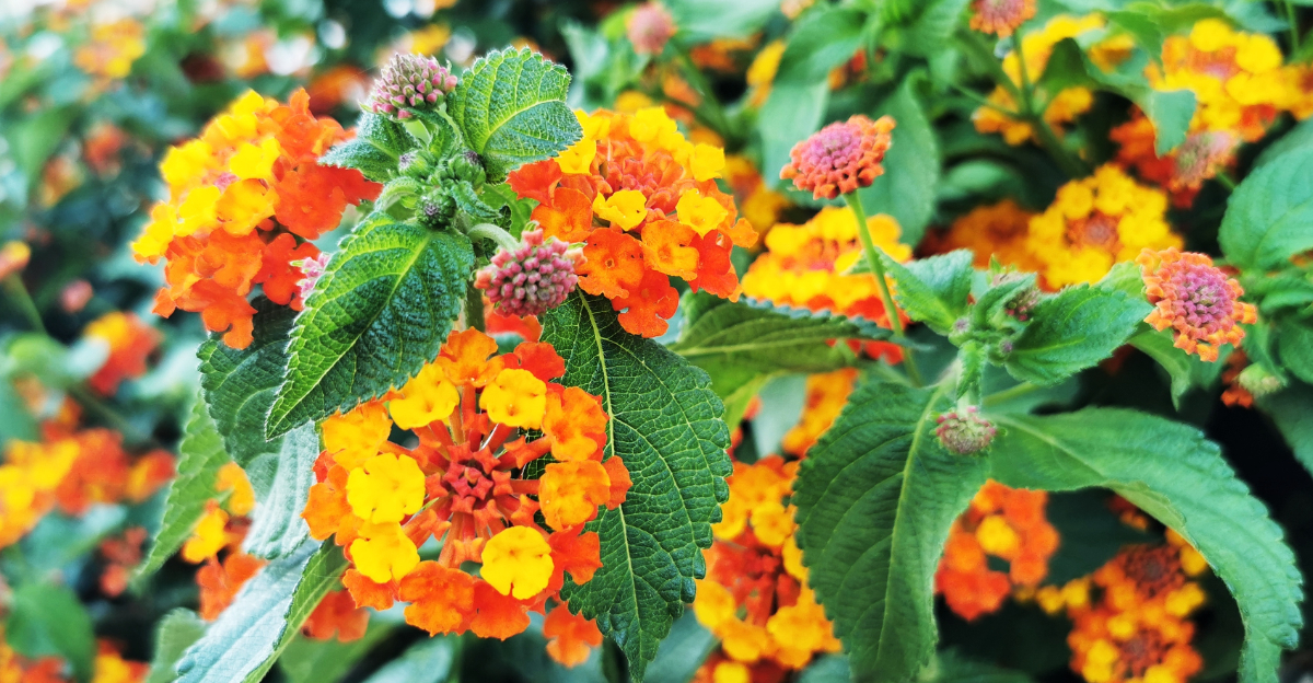 lantana (featured image)