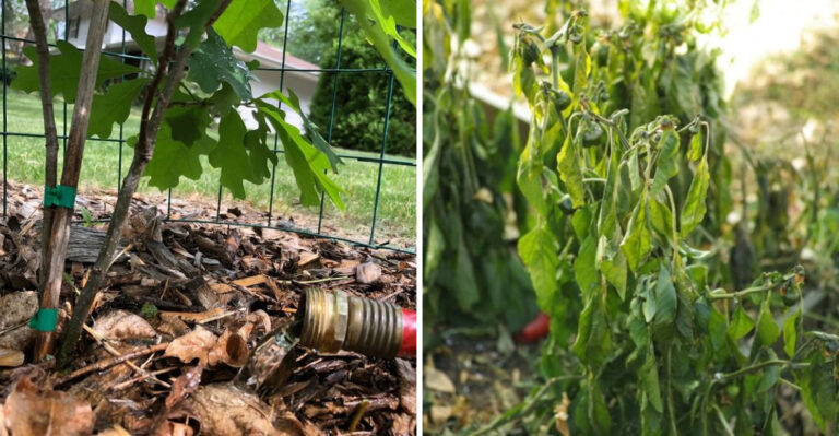 What The Extreme Heat Warning Means For Your Texas Garden This Week