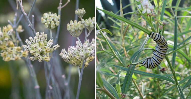 Why More Arizona Gardeners Are Planting Native Desert Milkweed Before Fall Migration