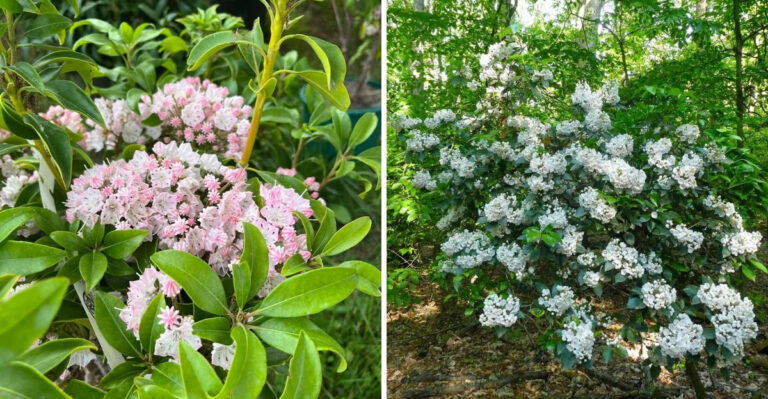 mountain laurel